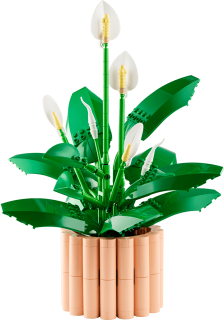 11504 Peace Lily