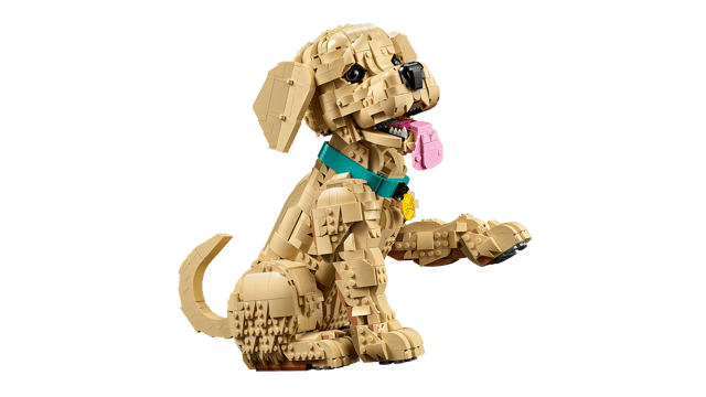 11384 Golden Retriever Puppy