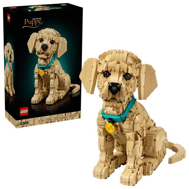 11384 Golden Retriever Puppy