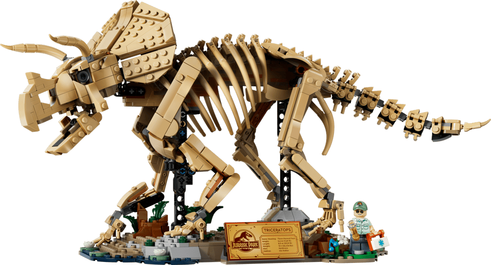 77985 Dinosaur Fossils: Triceratops