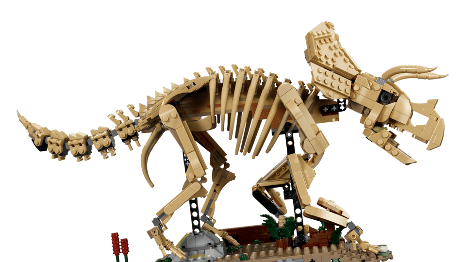 77985 Dinosaur Fossils: Triceratops